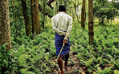 ଜଙ୍ଗଲ ଅଧିକାର ଆଇନ; ଏକ ନୂଆ ସମ୍ଭାବନା